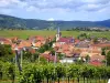 Beblenheim Vineyards - Wanderungen & Spaziergänge in Beblenheim