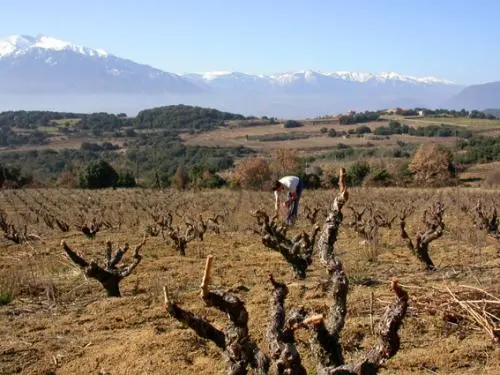 Boucle Arboussols - Marcevol - Les vignes à l'entrée de Marcevol