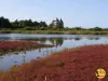 GR Rhuys-Vilaine (Officiel) : étape 16 Sarzeau de Landrezac à Saint Jacques - Randonnées & promenades à Sarzeau