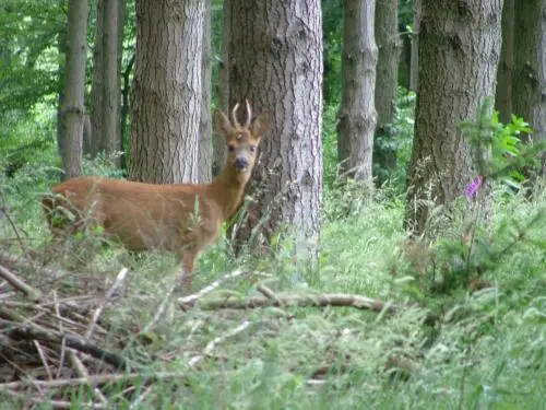 Parc du château de Beaupréau - Biche dans le parc