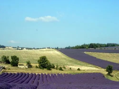 Sendero Lavender - Travesías y excursiones en Sault