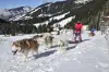 Initiation à la conduite au traîneau à chiens à Abondance (© P.Brault)