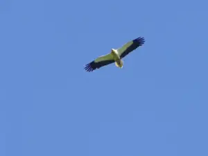 An Egyptian Egyptian Vulture above Accous