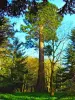 de sequoia