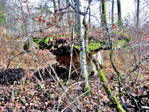 Rock of the table - Bois de la Caraude (© Jean Espirat)