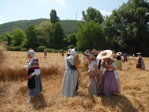 The Harvest, July 14