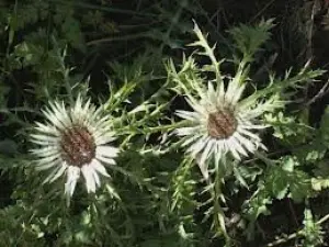 Thistles Alps