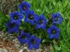 gentians