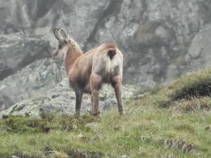 Chamois