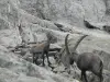 ibex