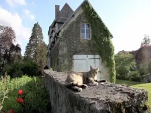 Cat and flowers in La Chaux