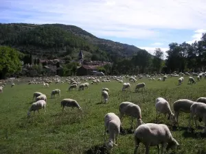 Ewes op Alzon