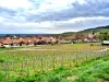 Ammerschwihr - Panorama da Griess Hill (© J.E)