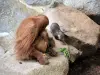 Orang-oetan en otter - Zoo (© J.E)