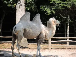 Bactrian Camel - Zoo (© J.E)