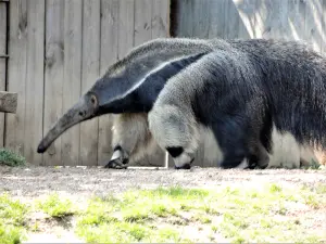 Tamanoir, formichiere gigante - Zoo (© J.E)