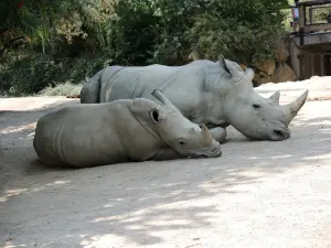 Rhinoceros - Zoo (© J.E)