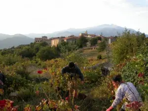 Ein Morgen der Ernte außerhalb des Dorfes