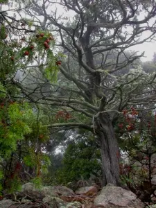 Magische Atmosphäre in dem Wacholder und Nieselregen am Morgen