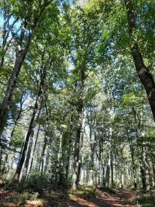 Zwischen den Ortschaften von Millet und Plo Terrier Top, 800 m über dem Meeresspiegel in den Wald Ramondens, Erlen