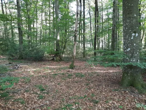 Wald von Ramondens - Naturstätte in Arfons