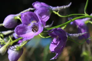 Garden To Earth - Flower