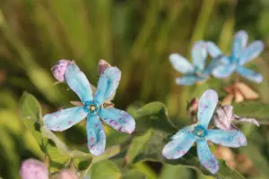 Garden To Earth - Flower