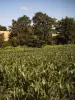 Armous-et-Cau - alcuni appezzamenti di mais colore del paesaggio