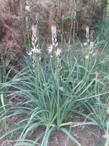 Sentier botanique - Fleurs protégées