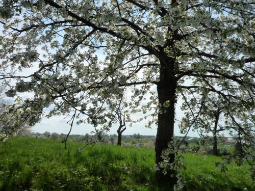 Arzviller - Cherry Blossom