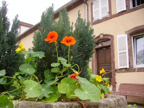 Arzviller - Typical house of Lorraine