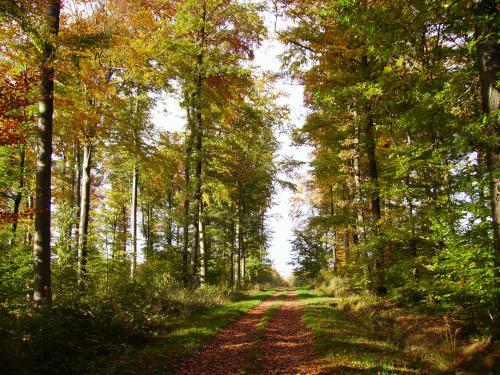Arzviller - White Forest in Autumn