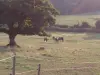 Athis-Val de Rouvre - Die Süße der Landschaft der Suisse Normande zu Notre-Dame-du-Rocher