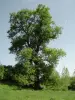 Authie - Le Gros Frêne, arbre remarquable classé