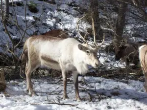 Reindeer winter closes in Béridon