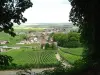 Avize - Tourism, holidays & weekends guide in the Marne