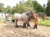 Oogst aardappelen op de voormalige