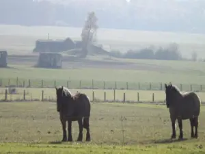 De campagne Barst