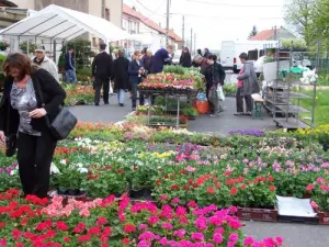 festival van bloemen en planten Barst