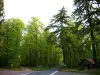 Beaumont-Pied-de-Boeuf - Forest Rocked