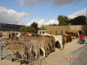 Ezelbeurs in Ploubalay