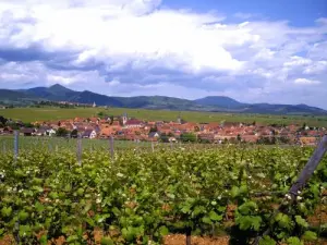 Beblenheim vista al viñedo