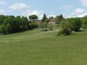 Weiland voor schapen Quercy