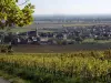 Bergholtz - Bergholtz vu du vignoble