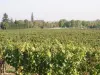 Bonny-sur-Loire - Wijngaarden van Bonny