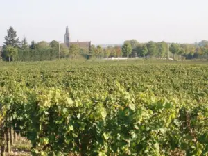 Vineyards of Bonny