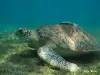 Green turtles of Malendure