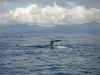 Cetacei che guardano