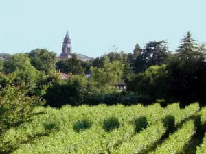 Bouliac, a wine tradition alive