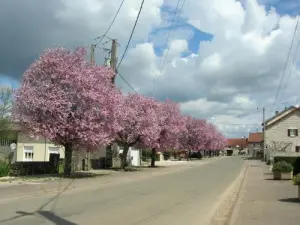 Primavera in rosa